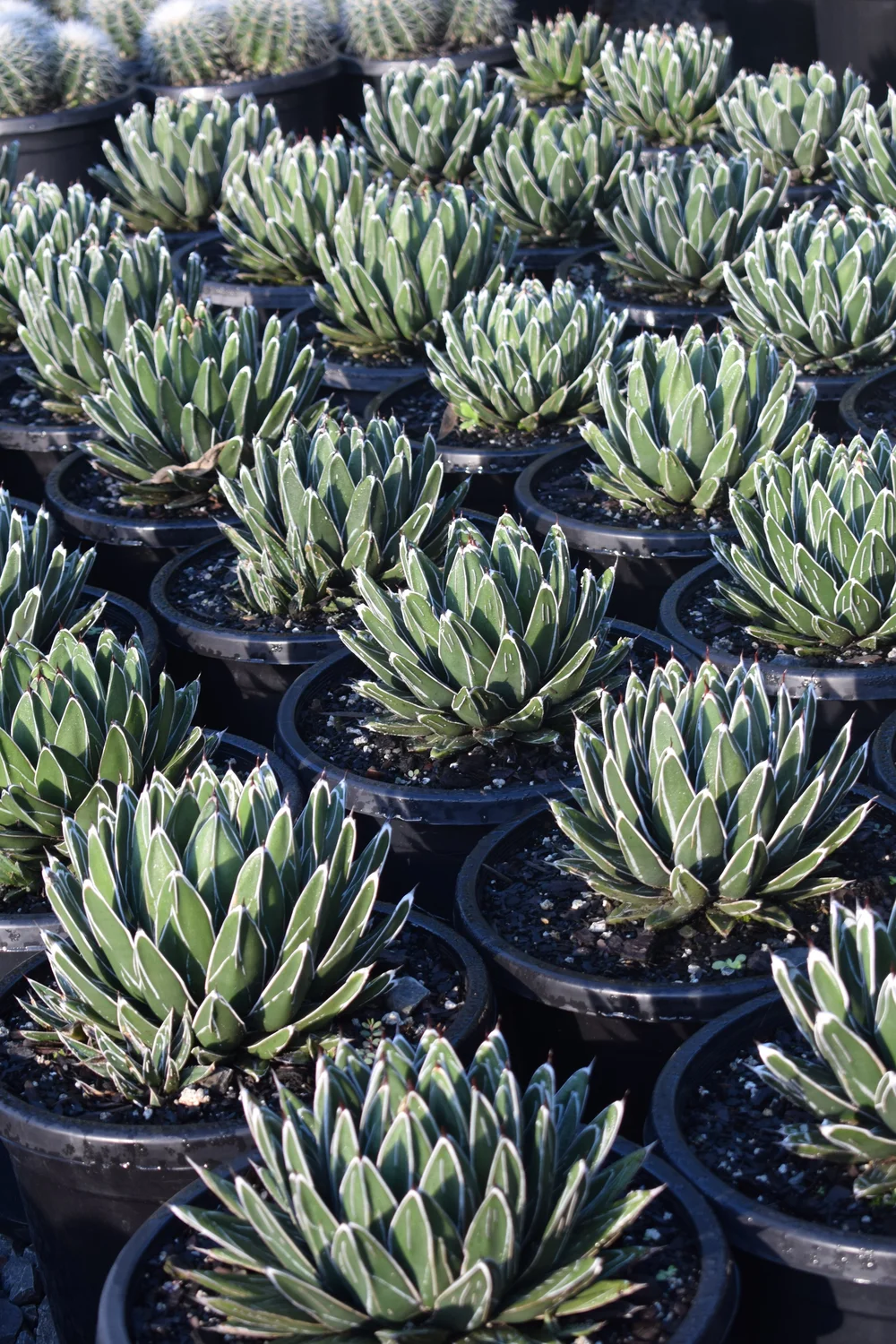 DSC_0266+2.JPG?format=1000w